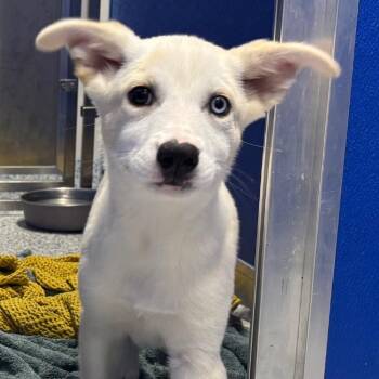Lemonade -  Australian Shepherd Dog for Adoption in Hoffman Estates, Illinois - Lemonade | PetCurious