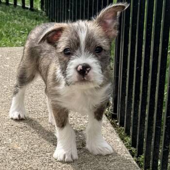 Maltese and Boston Terrier Dogs Available for Adoption - Tarek | PetCurious
