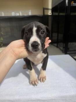 Mixed Breed Dogs Available for Adoption in West Chester, Pennsylvania - Yvette | PetCurious