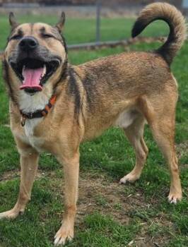 Husky Dogs Available for Adoption - Odin | PetCurious