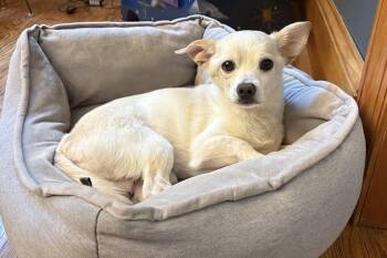 Kole -  Chihuahua Dog for Adoption in Philadelphia, Pennsylvania - Kole | PetCurious