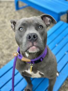 Pit Bull Terrier Dogs Available for Adoption in Cleveland, Ohio - Violet | PetCurious