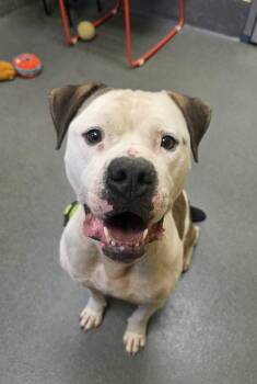 Diesel -  Pit Bull Terrier Dog for Adoption in Amherst, Virginia - Diesel | PetCurious