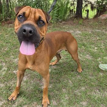 Boxer and Shar Pei Dogs Available for Adoption in Foley, Alabama - Rocco | PetCurious