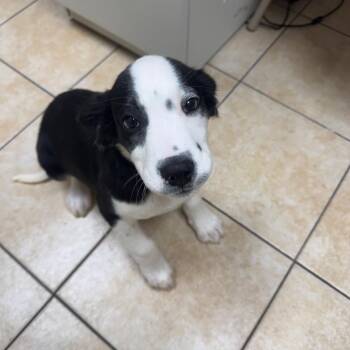 Labrador Retriever Dogs Available for Adoption in Pekin, Illinois - Zendaya | PetCurious