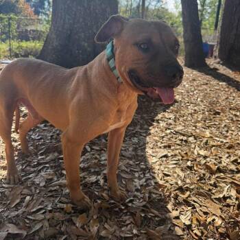 Tacoma -  Mixed Breed Dog for Adoption in Savannah, Georgia - Tacoma | PetCurious