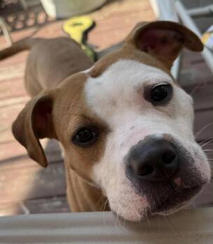 Rescue Mixed Breed Dogs for Adoption in De Pere, Wisconsin - Fable | PetCurious