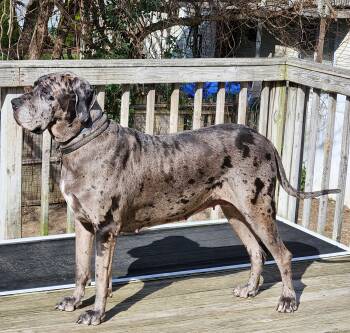 Great Dane Dogs Available for Sale in Bay Shore, New York - AURA | PetCurious
