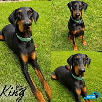 King -  Doberman Pinscher Dog for Adoption in Louisville, Kentucky - King | PetCurious