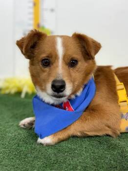 Corgi and Dachshund Dogs Available for Adoption in Carlsbad, California - Jenga | PetCurious