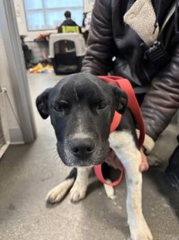 Rescue Border Collie and Mixed Breed Dogs for Adoption in Fresno, California - Bran | PetCurious