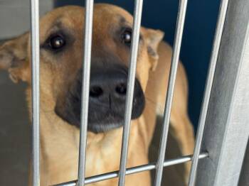 Shepherd and Labrador Retriever Dogs Available for Adoption - Timber | PetCurious