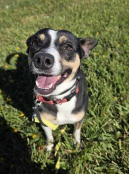 Girl -  Rat Terrier Dog for Adoption in Elmwood, Louisiana - Girl | PetCurious