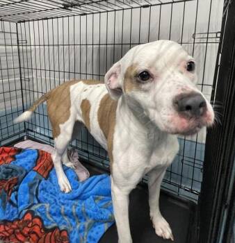 Little Lady -  Mixed Breed Dog for Adoption - Little Lady | PetCurious