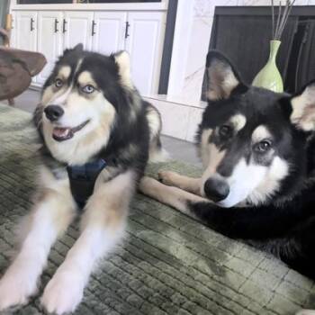 Mixed Breed Dogs Available for Adoption in Atlanta, Georgia - Big Baby | PetCurious