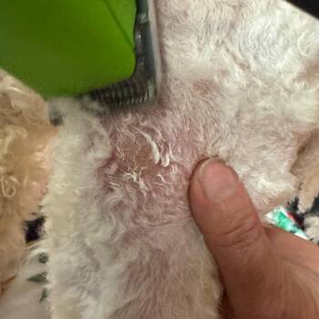 #50 -  Miniature Poodle Dog for Adoption in Pekin, Illinois - #50 | PetCurious
