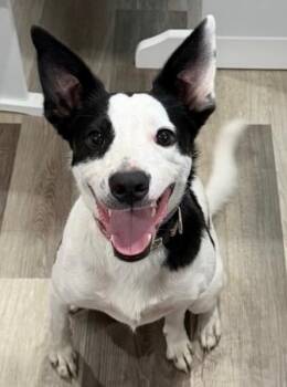 Jack Russell Terrier and Border Collie Dogs Available for Adoption in Jamesville, New York - Bruno | PetCurious