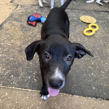 Skipper -  Mixed Breed Dog for Adoption in Sadler, Texas - Skipper | PetCurious