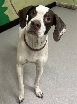 German Shorthaired Pointer Dogs Available for Adoption - ABBIE | PetCurious