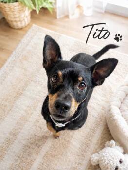 Tito -  Chiweenie Dog for Adoption in Lucas, Texas - Tito | PetCurious