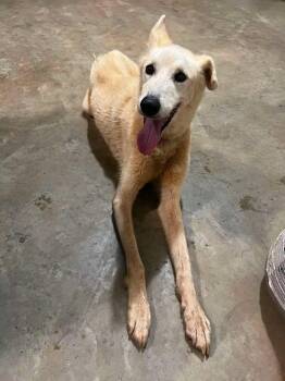JASPER -  Saluki Dog for Adoption in Newborn, Georgia - JASPER | PetCurious