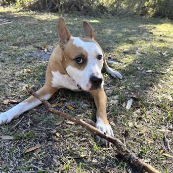 Mixed Breed Dogs Available for Adoption in Pinellas Park, Florida - Zeus | PetCurious