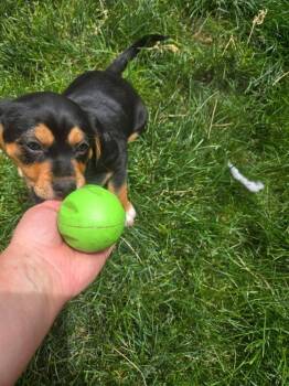 Kitty -  Terrier and Shepherd Dog Available for Adoption in Colorado Springs, Colorado - Kitty | PetCurious