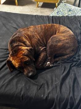 PIPER -  Staffordshire Bull Terrier Dog for Adoption in Athens, Alabama - PIPER | PetCurious