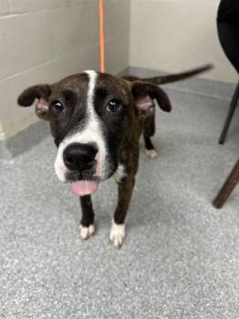 ANGEL -  Pit Bull Terrier and Mixed Breed Dog for Adoption in Pasadena, Texas - ANGEL | PetCurious