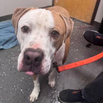 Socks -  Mixed Breed Dog Available for Adoption in Columbiana, Alabama - Socks | PetCurious