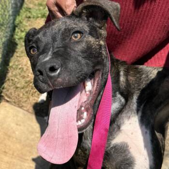 Mixed Breed Dogs Available for Adoption - Indigo | PetCurious