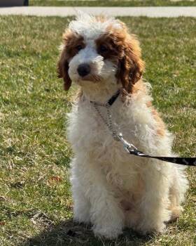 Poodle Dogs Available for Adoption in Egg Harbor City, New Jersey - Clover | PetCurious
