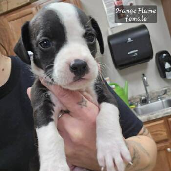 Pit Bull Terrier and Mixed Breed Dogs Available for Adoption - Orange Flame (Tiny 10 2026)  FEMALE | PetCurious