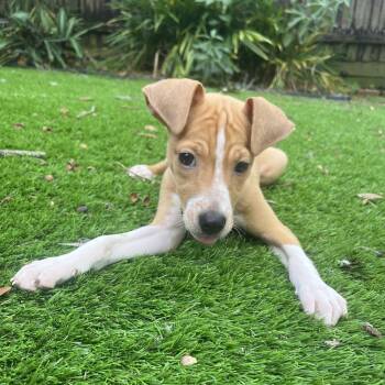 Flopsy (Happy) -  Jack Russell Terrier and Chihuahua Dog for Adoption in Tampa, Florida - Flopsy (Happy) | PetCurious