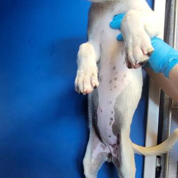 Mia Warren -  Mixed Breed Dog for Adoption in Las Cruces, New Mexico - Mia Warren | PetCurious