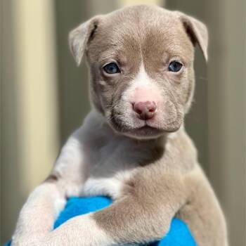 Rescue Mixed Breed Dogs for Adoption in Berwick, Maine - CAROL - ARRIVING IN MAINE MID-DECEMBER | PetCurious