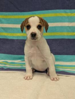 Sally -  Beagle and Mixed Breed Dog for Adoption in Aiken, South Carolina - Sally | PetCurious