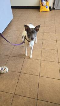 Buttons -  Mixed Breed Dog for Adoption in Marion, Ohio - Buttons | PetCurious