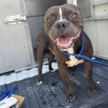 T-Rex -  French Bulldog and Pit Bull Terrier Dog for Adoption in Edinburg, Texas - T-Rex | PetCurious