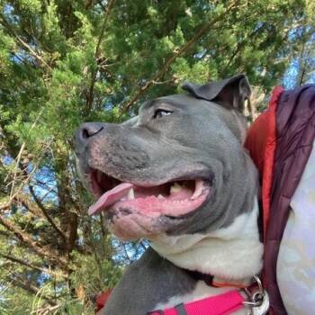 Rescue American Bully Dogs for Adoption in Half Moon Bay, California - Rhea | PetCurious