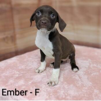 Labrador Retriever and Hound Dogs Available for Adoption in Griswold, Connecticut - Ember | PetCurious