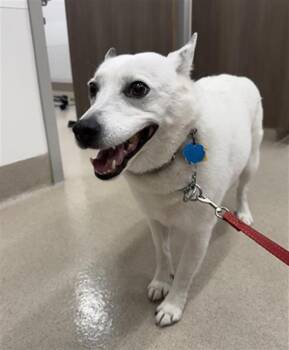 LADY -  Australian Kelpie Dog for Adoption in Baytown, Texas - LADY | PetCurious