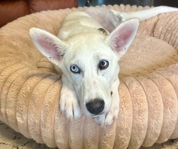 Trooper -  White German Shepherd Dog for Adoption in Londonderry, New Hampshire - Trooper | PetCurious