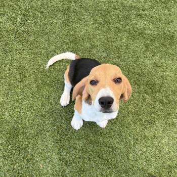 YZP6 aka drizzy drake 2804 -  Beagle Dog for Adoption in Loxahatchee Groves, Florida - YZP6 Aka Drizzy Drake 2804 | PetCurious