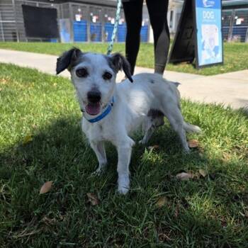 EDDY -  Parson Russell Terrier Dog for Adoption in Long Beach, California - EDDY | PetCurious