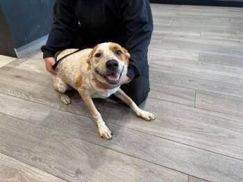 MAXINE -  Australian Cattle Dog Blue Heeler Dog for Adoption in Rowlett, Texas - MAXINE | PetCurious