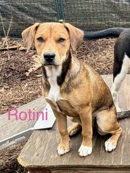 Labrador Retriever and Shepherd Dogs Available for Adoption - Rotini (Noodle Pups) | PetCurious