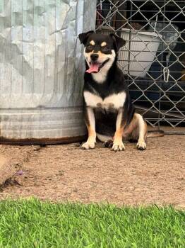 Gilbert -  Chihuahua and Rat Terrier Dog for Adoption in Calgary, Alberta - Gilbert | PetCurious
