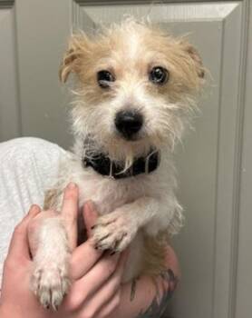 Arnie -  Terrier Dog Available for Adoption in Littleton, Colorado - Arnie | PetCurious