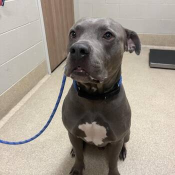 Goliath -  Mixed Breed Dog for Adoption in Bristol, Indiana - Goliath | PetCurious